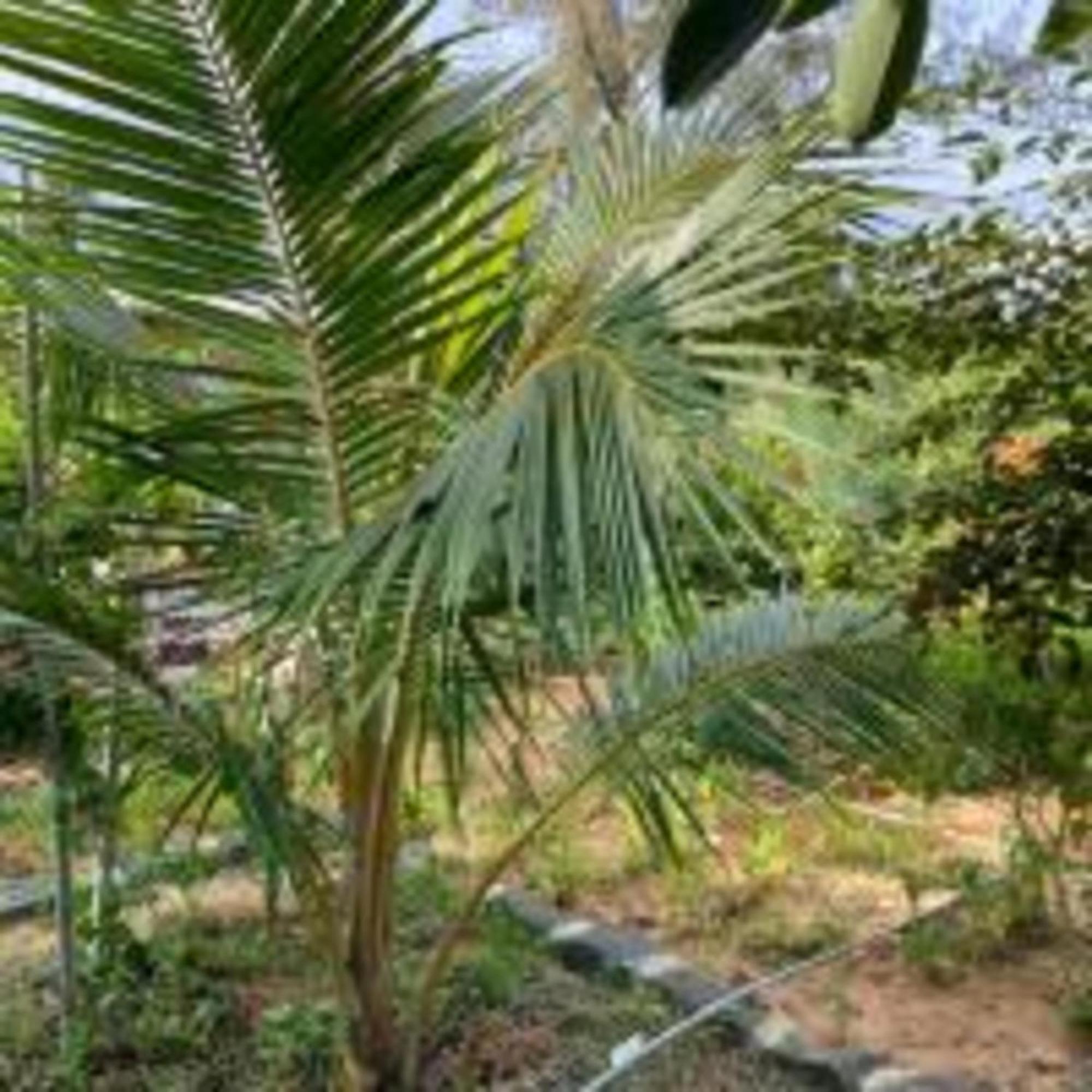 Duc Luu Quang Hotel Binh Thuan Tuy Phong Екстер'єр фото